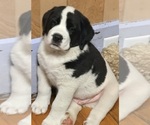Small #8 Cane Corso-Saint Bernard Mix