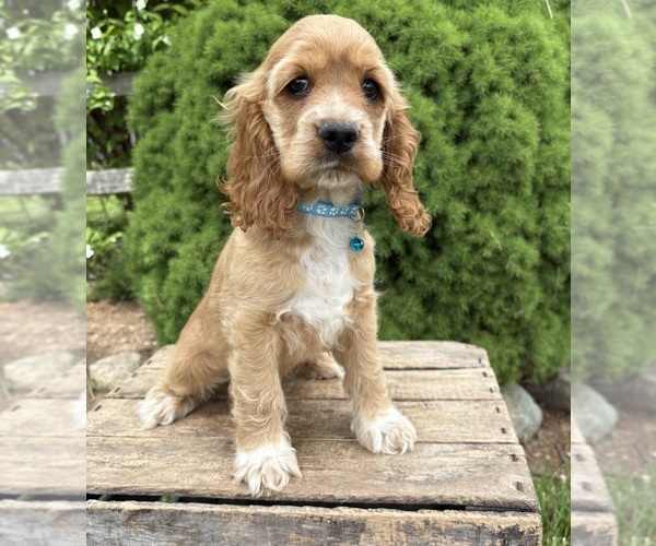 Medium Photo #1 Cocker Spaniel Puppy For Sale in MIDDLEBURY, IN, USA