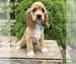 Cocker Spaniel Puppy for sale in MIDDLEBURY, IN, USA