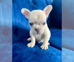 Small #50 French Bulldog