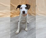 Small #4 Beagle-Irish Terrier Mix