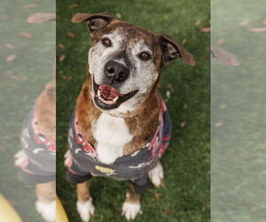 Boxer-Unknown Mix Dogs for adoption in Mooresville, NC, USA