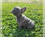 Small Photo #4 French Bulldog Puppy For Sale in QUAPAW, OK, USA