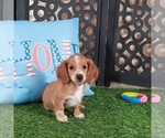 Small #2 Dachshund