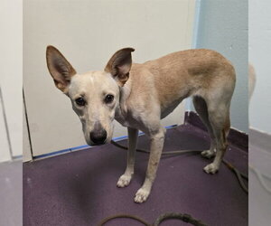 Siberian Husky-Unknown Mix Dogs for adoption in Long Beach, CA, USA