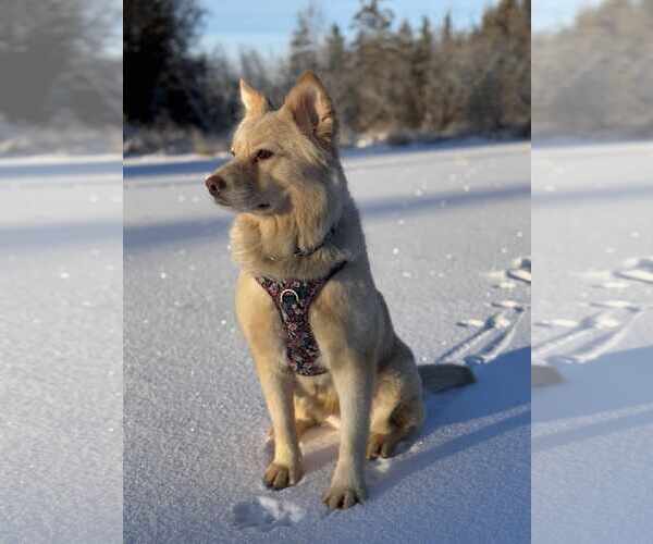 Medium Photo #6 Golden Retriever-Huskies  Mix Puppy For Sale in Anchorage, AK, USA