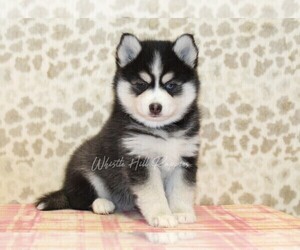 Pomsky Puppy for sale in DENVER, PA, USA