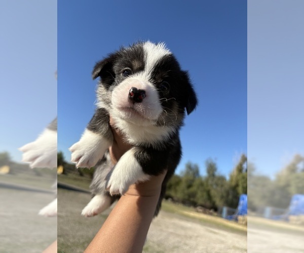 Medium Photo #1 Pembroke Welsh Corgi Puppy For Sale in OAKLEY, CA, USA