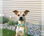 Small Photo #4 Mutt Puppy For Sale in South Bend, IN, USA