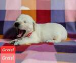 Small Photo #14 Golden Retriever Puppy For Sale in AIKEN, SC, USA
