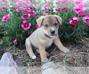Norwegian Elkhound-Unknown Mix Puppy for sale in SHILOH, OH, USA
