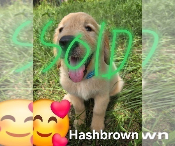 Medium Photo #3 Golden Retriever Puppy For Sale in PLANT CITY, FL, USA