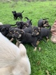 Small Photo #10 German Shepherd Dog Puppy For Sale in MYRTLE CREEK, OR, USA