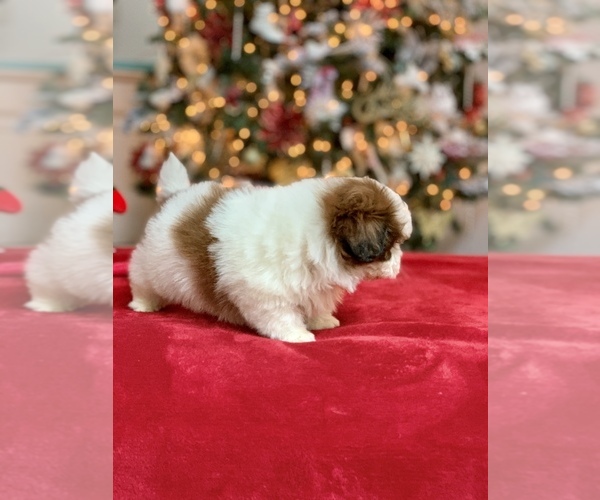 Medium Photo #13 Shih Tzu Puppy For Sale in BUFORD, GA, USA