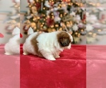 Small Photo #13 Shih Tzu Puppy For Sale in BUFORD, GA, USA