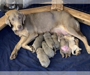 Labrador Retriever Puppy for Sale in REEDLEY, California USA