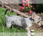 Small #19 Chihuahua