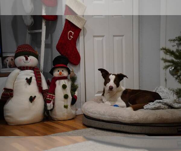 Medium Photo #7 Bull Terrier-Unknown Mix Puppy For Sale in Spring Lake, NJ, USA