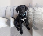 Small Labrador Retriever Mix