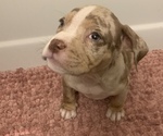 Puppy 1 American Bully