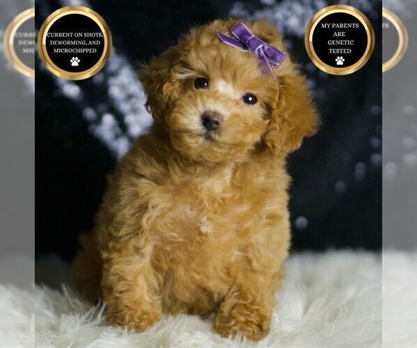 Medium Photo #6 Maltipoo Puppy For Sale in WARSAW, IN, USA