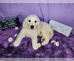 Small Photo #56 English Cream Golden Retriever Puppy For Sale in PEYTON, CO, USA