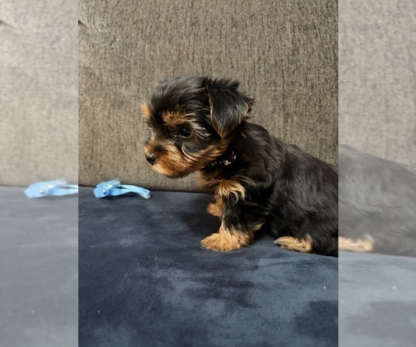 Medium Photo #7 Yorkshire Terrier Puppy For Sale in PORTLAND, OR, USA