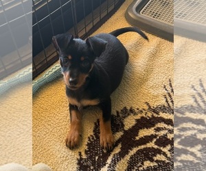 Doberman Pinscher-Shih Tzu Mix Puppy for sale in NORCO, CA, USA