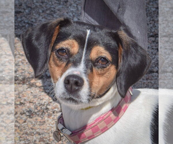 Medium Photo #1 Raggle Puppy For Sale in Huntley, IL, USA