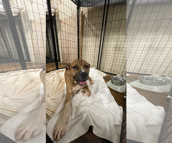 Medium Photo #2 Bulloxer Puppy For Sale in Rockaway, NJ, USA