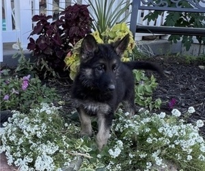 German Shepherd Dog Puppy for sale in THORP, WI, USA