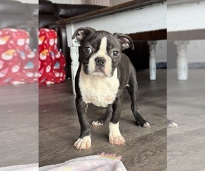 Boston Terrier Puppy for Sale in MARTINSVILLE, Indiana USA