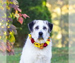 Small Photo #3 Great Pyrenees-Unknown Mix Puppy For Sale in Unionville, PA, USA