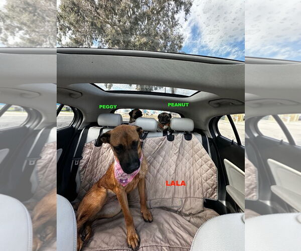 Medium Photo #2 Black Mouth Cur-Unknown Mix Puppy For Sale in Woodland Hills, CA, USA