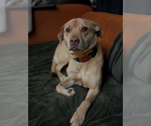 Medium Photo #2 American Staffordshire Terrier-Labrador Retriever Mix Puppy For Sale in Minneapolis, MN, USA