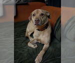 Small #1 American Staffordshire Terrier-Labrador Retriever Mix