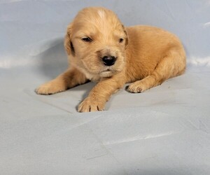 Golden Retriever Puppy for Sale in FALCON, Colorado USA