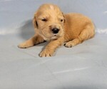 Image preview for Ad Listing. Nickname: Litter of 9