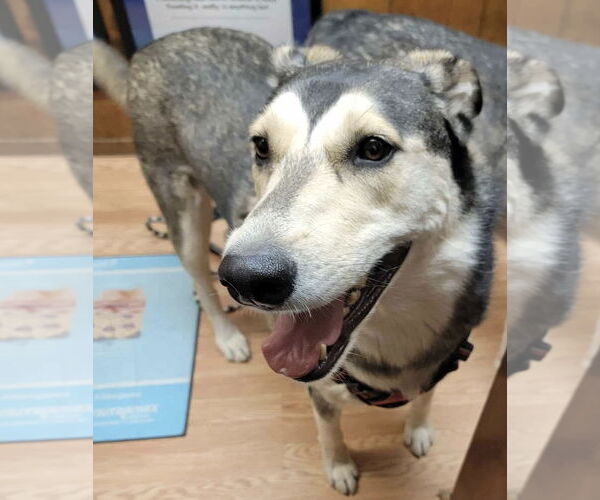 Medium Photo #2 Siberian Husky-Unknown Mix Puppy For Sale in Cedar Crest, NM, USA