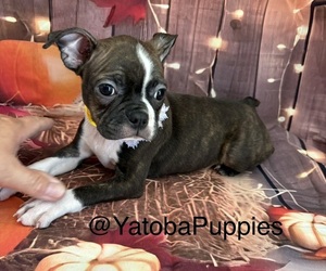 Boston Terrier Puppy for sale in CENTER HILL, FL, USA