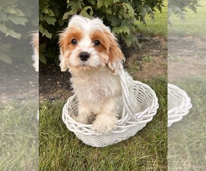 Cavapoo Puppy for sale in MIDDLEBURY, IN, USA