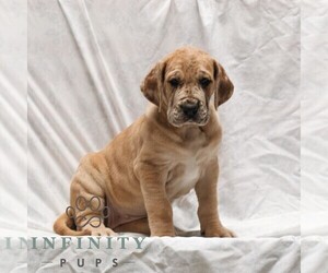Great Dane Puppy for sale in LITITZ, PA, USA