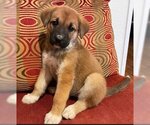 Small Photo #1 Shepradors Puppy For Sale in Fremont, CA, USA