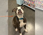 Small #1 American Pit Bull Terrier Mix