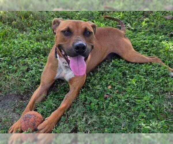 Medium Photo #2 American Pit Bull Terrier Puppy For Sale in Ocala, FL, USA