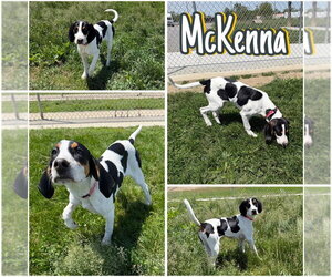 Treeing Walker Coonhound Dogs for adoption in Pierceton , IN, USA