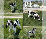 Small Treeing Walker Coonhound