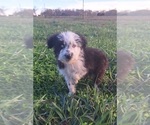 Puppy Sherbert Aussiedoodle-Australian Shepherd Mix