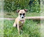 Small #4 Chihuahua Mix