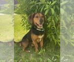 Small #1 Beagle Mix